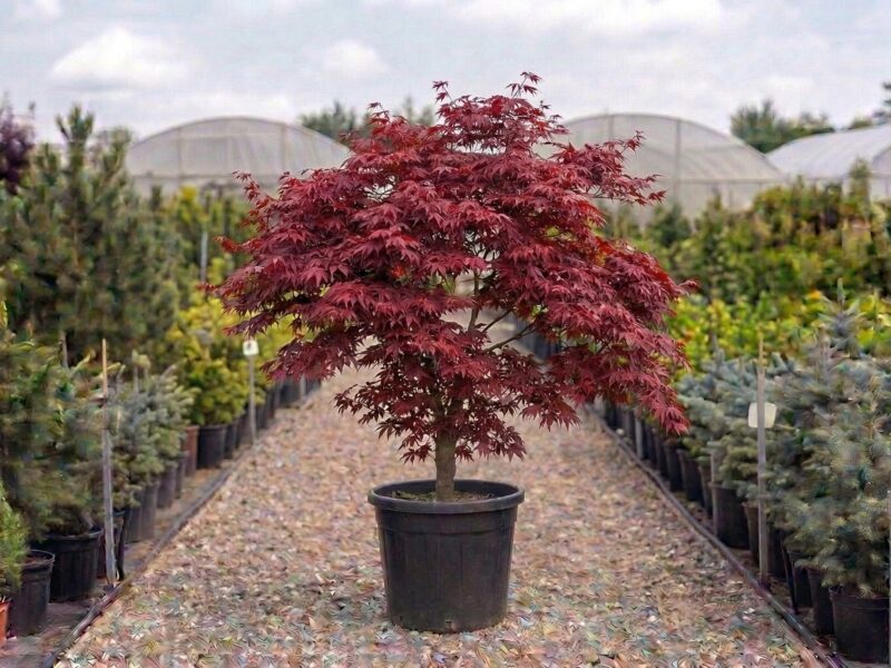 Acer palmatum Atropurpureum (Acer palmatum Atropurpureum) - NordGarden plantă decorativă de vânzare