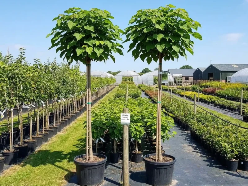 Catalpa bungei (Catalpa bungei) - NordGarden plantă decorativă de vânzare