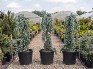 Cedrus atlantica Glauca Pendula