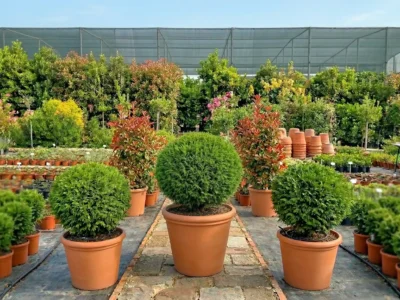 Cryptomeria japonica „Globosa Nana” – criptomerie pitică Brașov