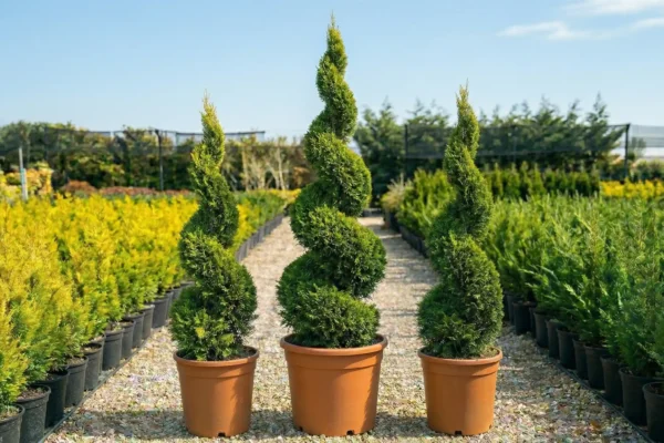 Cupressocyparis leylandii „CWG” Spirală de vânzare NordGarden pepinieră