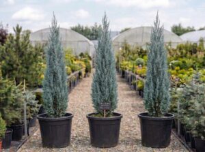 Cupressus arizonica Fastigiata
