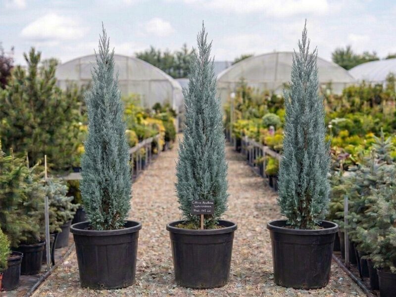 Cupressus arizonica Fastigiata (Cupressus arizonica „Fastigiata") - NordGarden plantă decorativă de vânzare