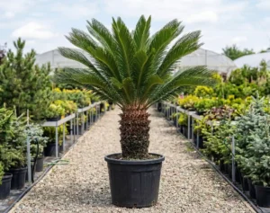 Cycas revoluta