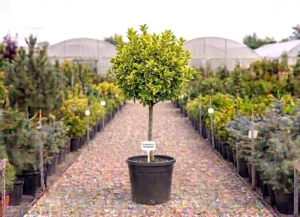 Euonymus japonicus – globular pe tijă