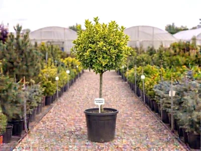 Euonymus japonicus – globular pe tijă Constanța