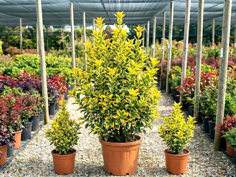 Euonymus japonicus „Elegantissimus Aureus” – euonymus auriu (Euonymus japonicus „Elegantissimus Aureus”) - NordGarden plantă decorativă de vânzare