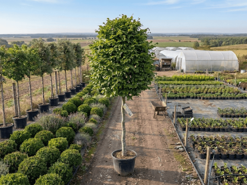 Fag (Fagus sylvatica) - NordGarden plantă decorativă de vânzare