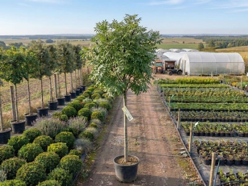 Frasin (Fraxinus excelsior) - NordGarden plantă decorativă de vânzare