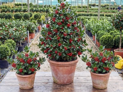 Ilex aquifolium Ilfov