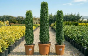 Ilex crenata „Caroline Upright” – ilice japonez columnar