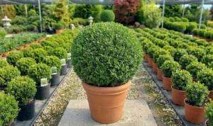 Ilex crenata „Kinme” – ilice japonez