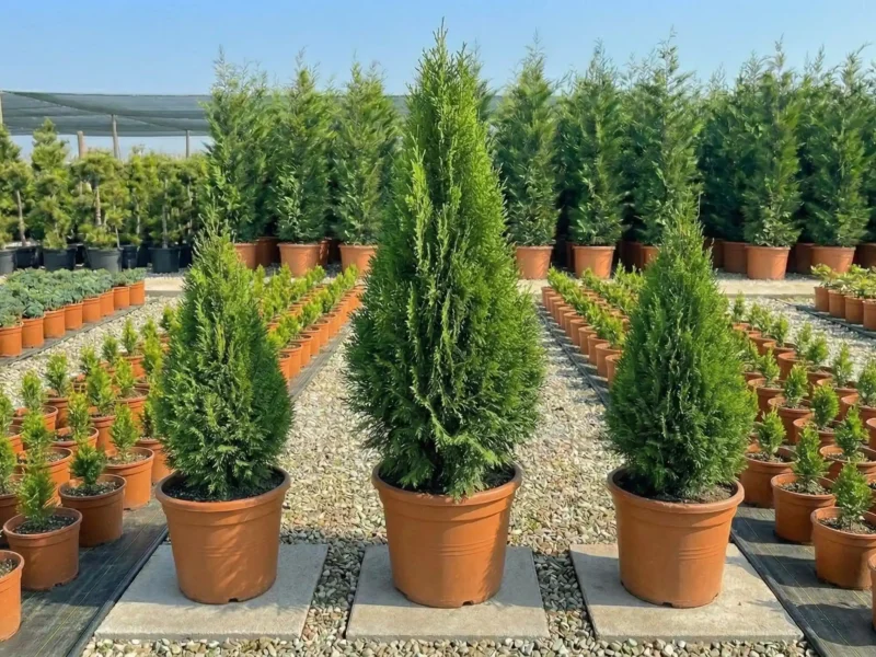 Leylandi columnar (Cupressocyparis leylandii) - NordGarden plantă decorativă de vânzare