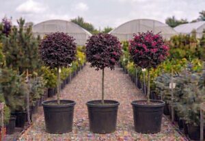 Loropetalum chinense globular