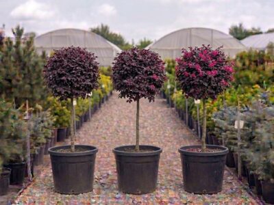 Loropetalum chinense globular Ilfov