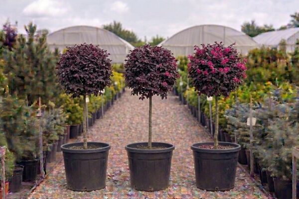 Loropetalum chinense globular de vânzare NordGarden pepinieră