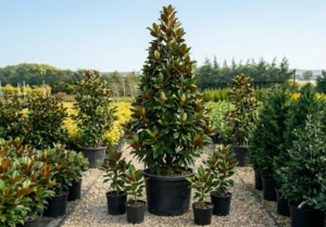 Magnolia Grandiflora