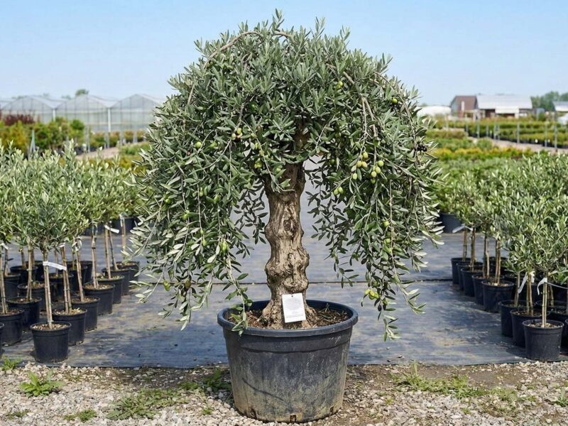 Măslin (Olea europaea) - NordGarden plantă decorativă de vânzare