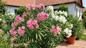 Nerium oleander