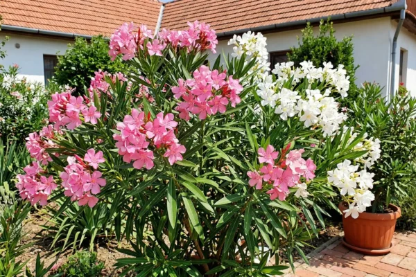 Nerium oleander de vânzare NordGarden pepinieră