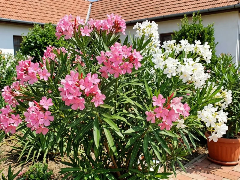 Nerium oleander (Nerium oleander) - NordGarden plantă decorativă de vânzare