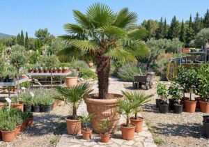 Palmier Trachycarpus