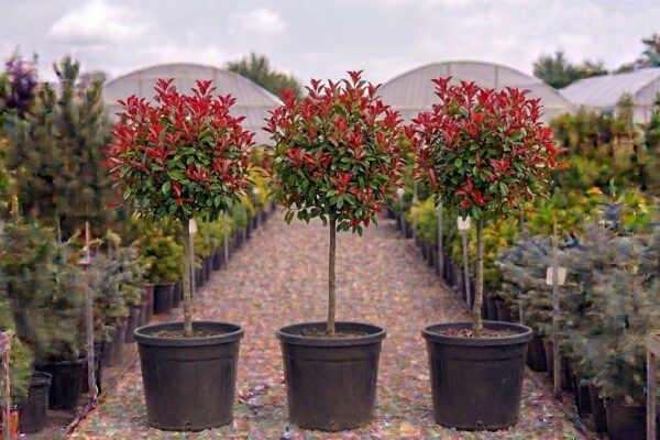 Photinia x fraseri Red Robin de vânzare NordGarden pepinieră