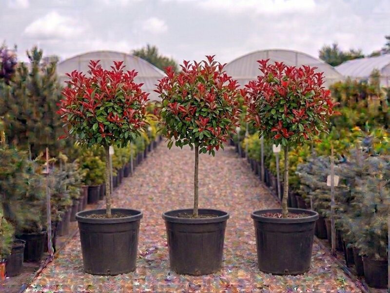 Photinia x fraseri Red Robin (Photinia x fraseri „Red Robin") - NordGarden plantă decorativă de vânzare