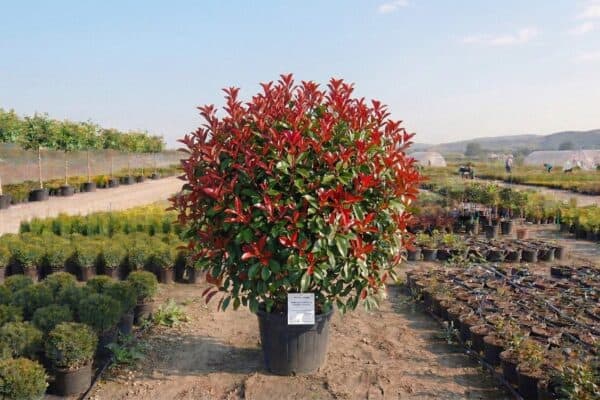 Photinia x fraseri Robusta Compacta de vânzare NordGarden pepinieră