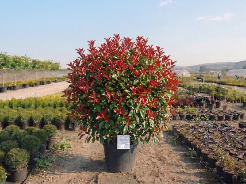 Photinia x fraseri Robusta Compacta (Photinia x fraseri „Robusta Compacta") - NordGarden plantă decorativă de vânzare