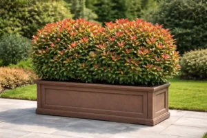 Photinia × fraseri „Robusta Compacta” – jardinieră