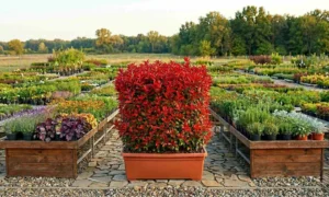 Photinia × fraseri „Red Robin” – jardinieră