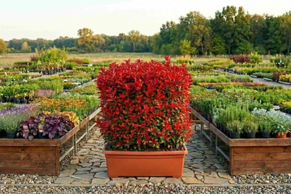 Photinia × fraseri „Red Robin” – jardinieră de vânzare NordGarden pepinieră