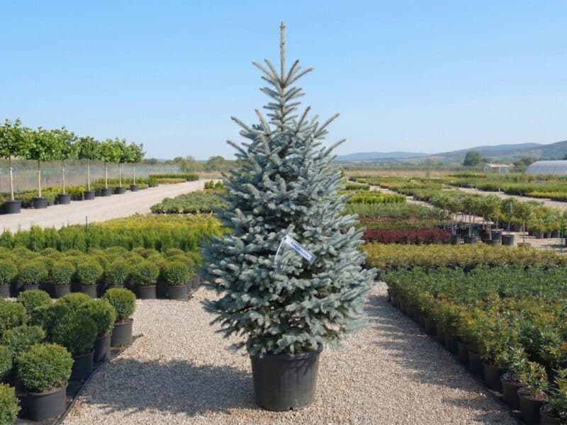 Brad Argintiu (Picea pungens „Glauca") - NordGarden plantă decorativă de vânzare