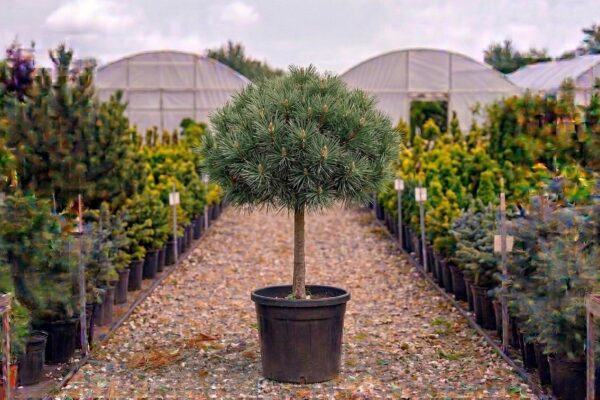 Pinus pinea de vânzare NordGarden pepinieră