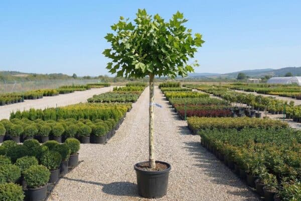 Platan de vânzare NordGarden pepinieră