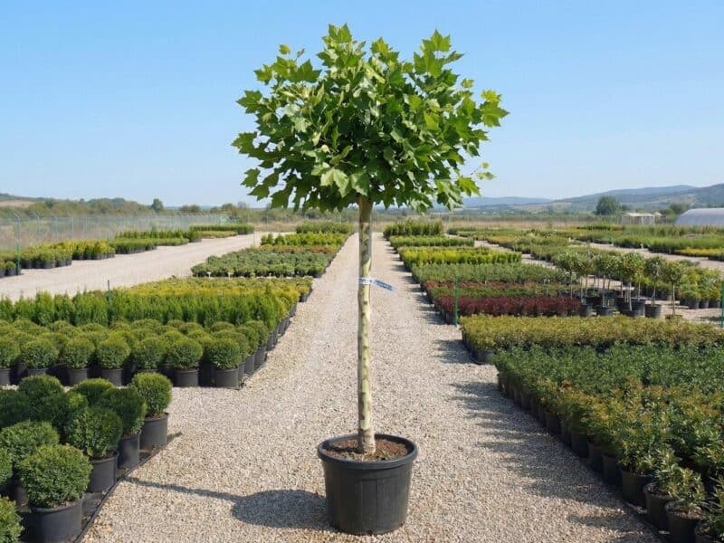 Platan (Platanus x acerifolia) - NordGarden plantă decorativă de vânzare