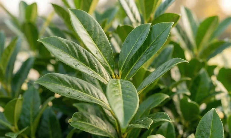 Prunus laurocerasus „Novita” – laur englezesc