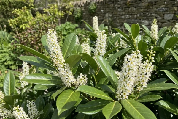 Prunus laurocerasus „Novita” – Laurul Englezesc