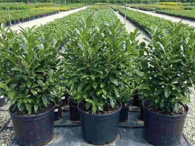 Prunus laurocerasus „Novita” – laur englezesc Argeș