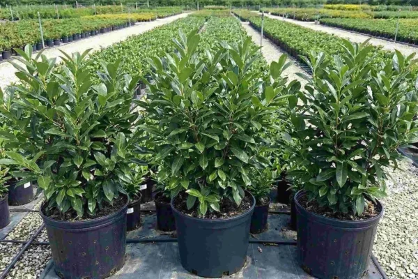 Prunus laurocerasus „Novita” – laur englezesc de vânzare NordGarden pepinieră
