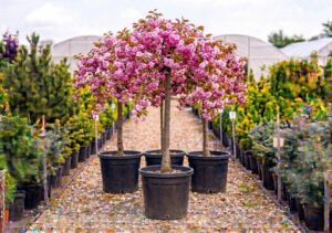 Prunus serrulata Kanzan