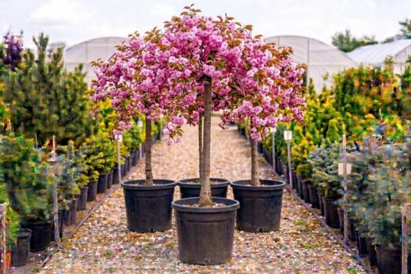Prunus serrulata Kanzan Nordgarden