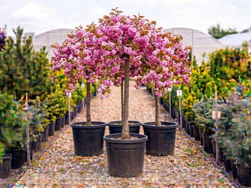 Prunus serrulata Kanzan (Prunus serrulata „Kanzan") - NordGarden plantă decorativă de vânzare