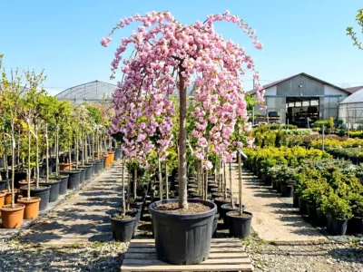 Prunus serrulata Kiku-shidare-zakura Ilfov