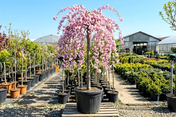 Prunus serrulata Kiku-shidare-zakura de vânzare NordGarden pepinieră