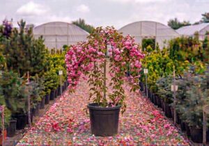 Prunus persica Alice Col