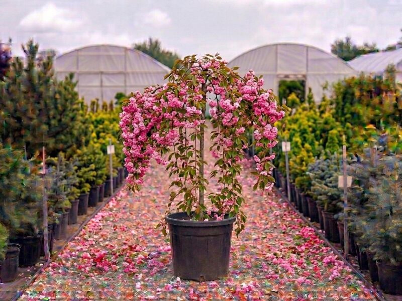 Prunus persica Alice Col (Prunus persica „Alice Col") - NordGarden plantă decorativă de vânzare