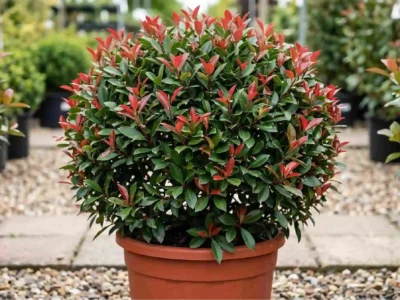 Photinia × fraseri „Robusta Compacta” – bilă / ball Brașov