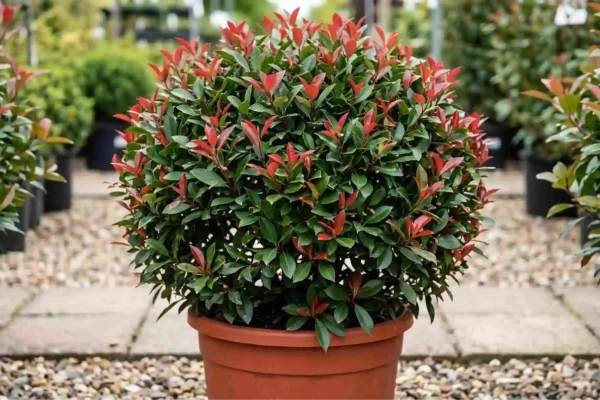 Photinia × fraseri „Robusta Compacta” – bilă / ball de vânzare NordGarden pepinieră